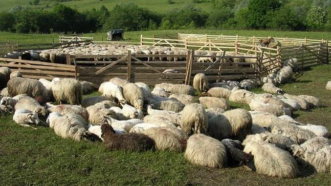 Control la stana de ovine oi