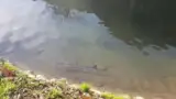 Ferma de sturioni