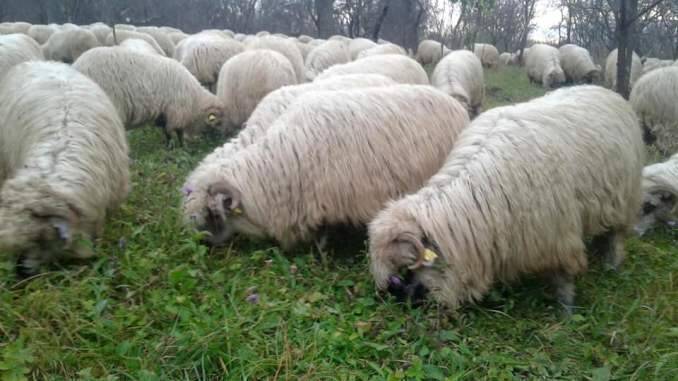 Inventar ovine Romania medici veterinari