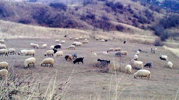 refuse make up rule Atac în haită la o turmă de oi din Buzău