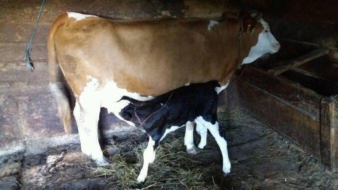 Vaca de lapte cu vitel