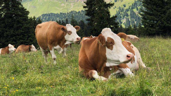 Vaci de lapte Baltata Romaneasca Sprijin Cuplat APIA