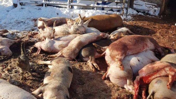 Porci omorati la Rusanesti Olt