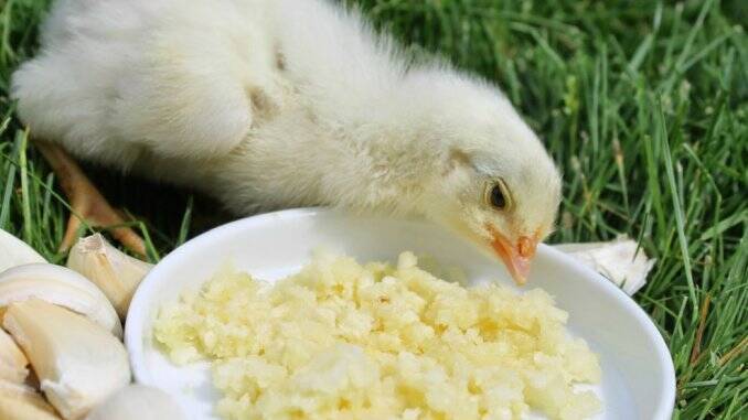 Usturoi la găini și pui de o zi. Rețetă de suc antibiotic pentru păsări, Horcaitul la gaini