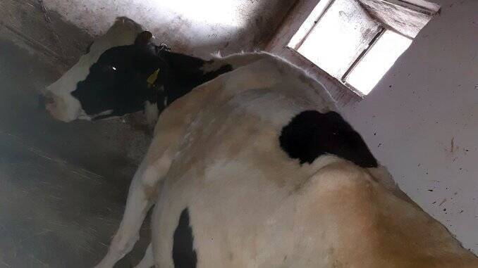 Blame Privileged Kindness Campioana, vaca cu producție de 42 de litri de lapte pe zi din ferma  familiei Biholari