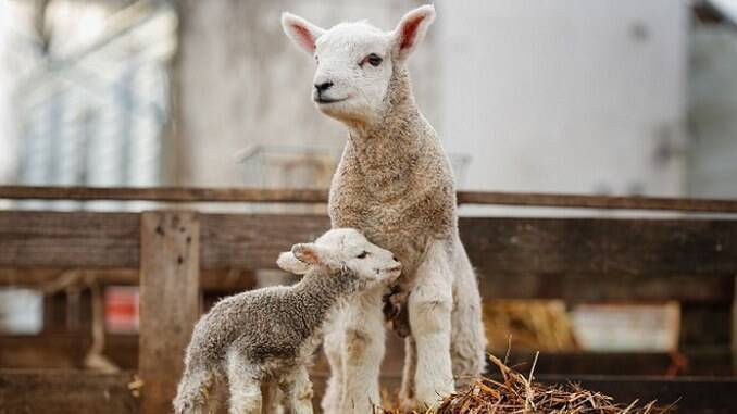 ZECE BOLI care diminuează sever producţia ovinelor | Revista Ferma