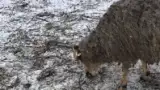 Oaie neingrijita