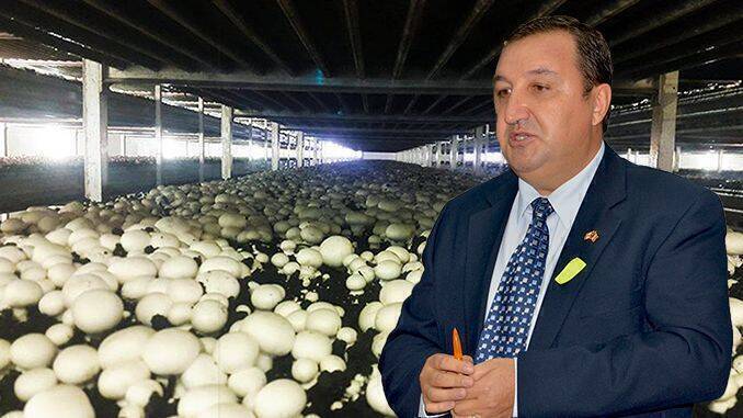 afacere cu ciuperci 2021)