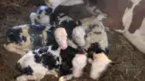 Vitei de vaca Baltata Romaneasca