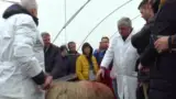Curs instruire crescatori ovine