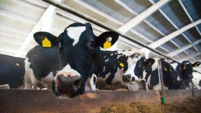 Vaci lapte Holstein ferma subventii APIA