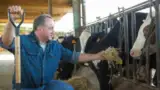 Fermier crescator bovine ferma de vaci