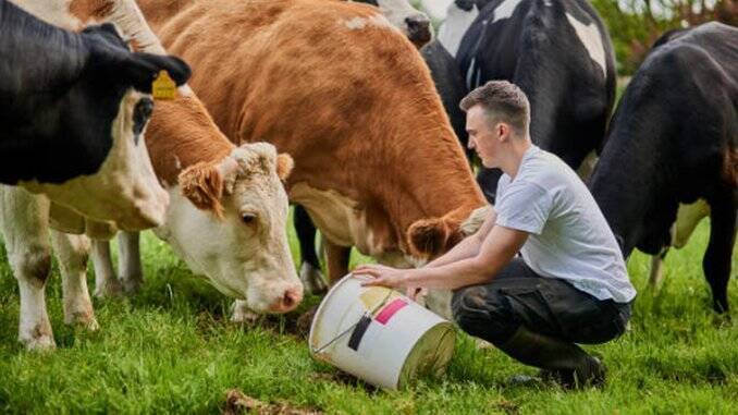 Fermier vaci de lapte bovine