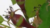 Fructe de mar afectate de inghet