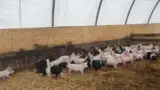 Adapost porci asternut de paie