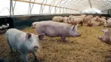 Ferma de purcei