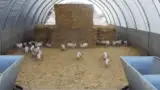 Zona furajare porci