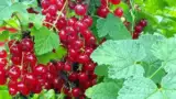 Agrise