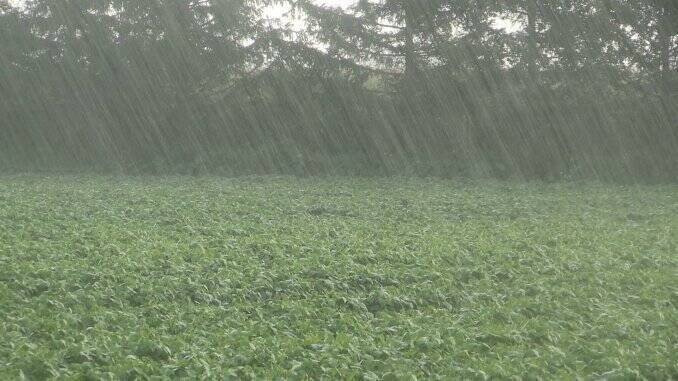 boxing Perioperative period harpoon Fenomen periculos: Ploile torențial-acide afectează culturile agricole