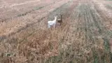 Caprioara alba inedita