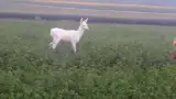 Caprioara complet alba