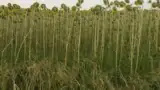 Floarea soarelui