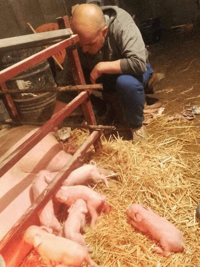 Ingrijitor ferma de porci
