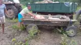 La furat de porci cu pesta 1