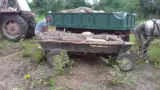 La furat de porci cu pesta 2