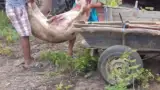 La furat de porci cu pesta 3