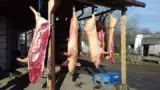 Microferma de porci