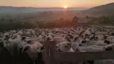 Ovine Maria Lazar Dumbraveni