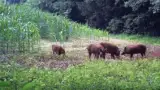 Porci misterti porumb