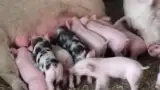 Scroafa cu purcei