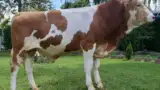 taur2