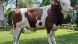taur3
