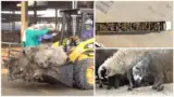 Imagini Animals International