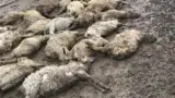 Oi moarte inundatii