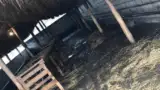 adapost animale