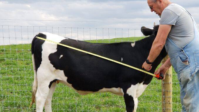 de ce ar pierde o vacă în greutate