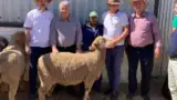 Berbec din rasa Dohne Merino