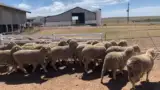 Oi din rasa Dohne Merino Oi din rasa Dohne Merino