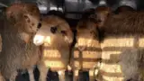 oi1