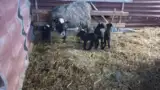 Oaia cu mieii Oaia cu mieii