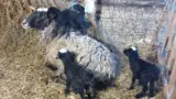 Oaia cu record de miei Oaia cu record de miei