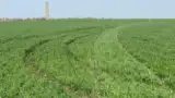 Cu masina prin grau