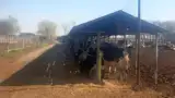 Ferma de vaci Braila