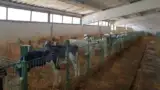 Vitei in ferma