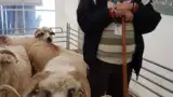 Craciun Nicu