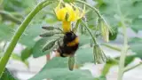 fertilizare-bondari-rosii